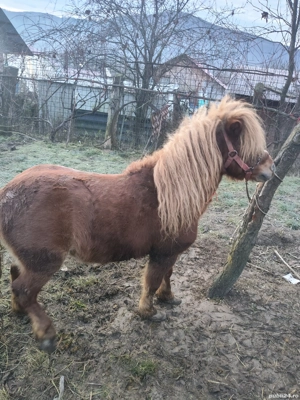 vând ponei urgent  - imagine 2