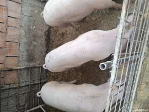 porcii la vinzare au intre110 și150 kg - imagine 2