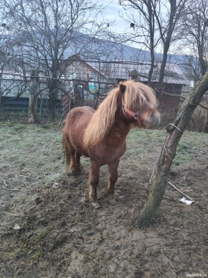 vând ponei urgent  - imagine 4