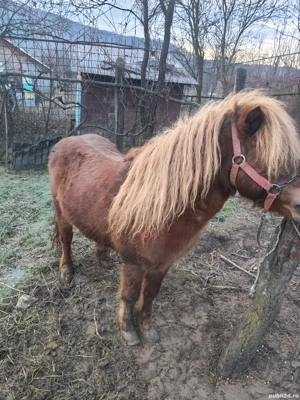 vând ponei urgent  - imagine 3