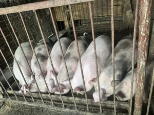 Purcei de 12 săptămâni ( în jur de 30 kg) - imagine 2