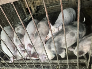 Purcei de 12 săptămâni ( în jur de 30 kg) - imagine 4