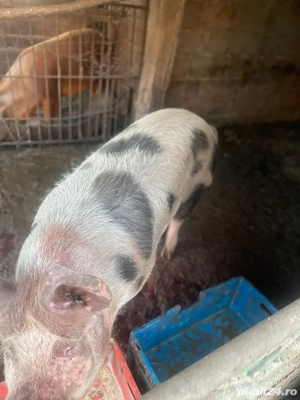 vand porc 130-140 de kg - imagine 3