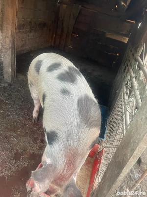 vand porc 130-140 de kg - imagine 5