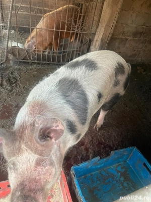 vand porc 130-140 de kg - imagine 4