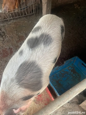 vand porc 130-140 de kg - imagine 2