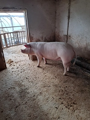 Vând porc gras de carne  - imagine 2