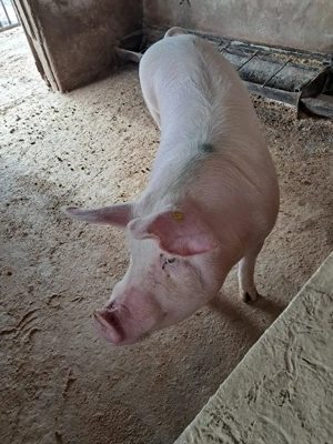 Vând porc gras de carne 