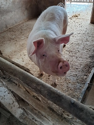 Vând porc gras de carne  - imagine 5