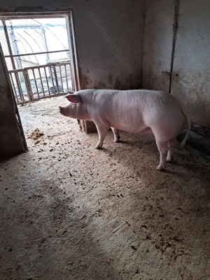 Vând porc gras de carne  - imagine 4