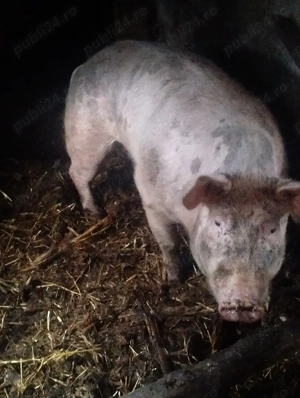 Purcea pietrană  - imagine 2