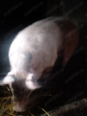 Purcea pietrană  - imagine 3