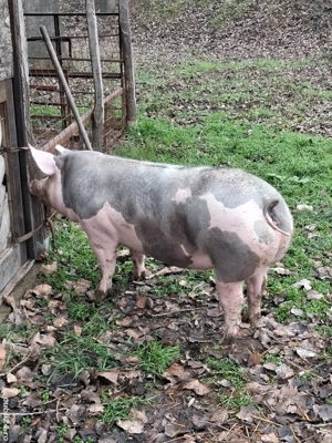 170 kg pietrean  - imagine 5