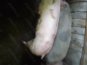 De vanzare porci 90-110kg - imagine 3