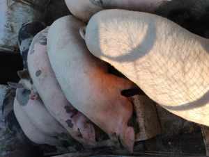 Vând porcii marele alb cu petrean  - imagine 4