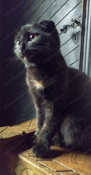 Fetita Scottish fold black cauta OM - imagine 2