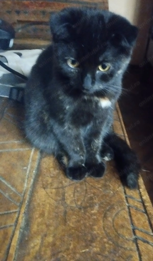 Fetita Scottish fold black cauta OM - imagine 5