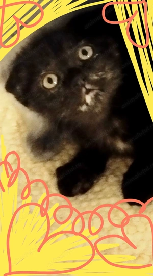 Fetita Scottish fold black cauta OM - imagine 6
