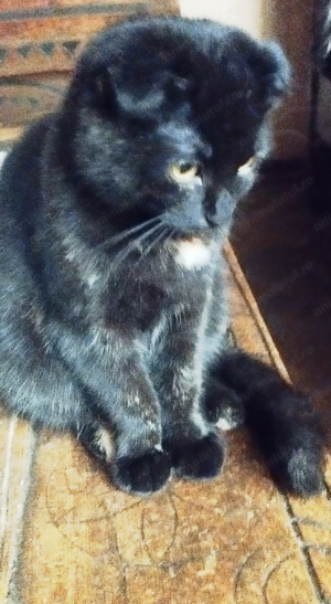 Fetita Scottish fold black cauta OM - imagine 7