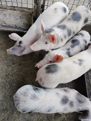 Vand Purceii Marele Alb cu Landrce si Pietrian - imagine 2