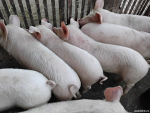 Porci Bazna Duroc Marele Alb si Purceii Castratii