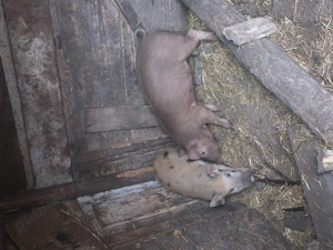 Purcei de vânzare  - imagine 2