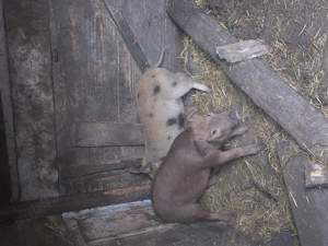 Purcei de vânzare  - imagine 3