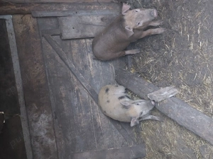 Purcei de vânzare  - imagine 4