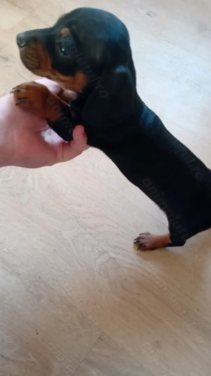 Cățelușe tekel 2 luni jumate - imagine 2