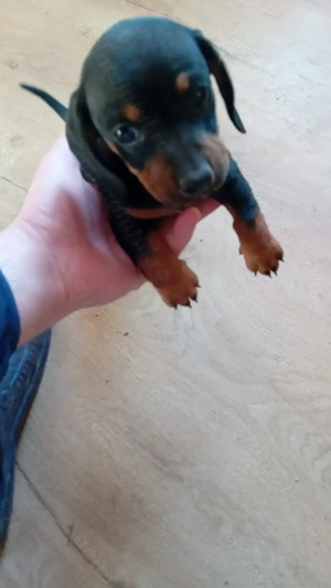 Cățelușe tekel 2 luni jumate - imagine 3