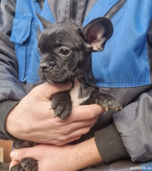 Buldog francez   - imagine 3