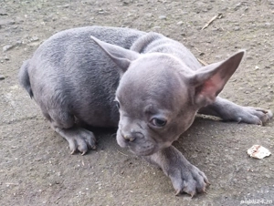 Buldog francez   - imagine 2