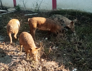 Vand purcei pietrain belgian