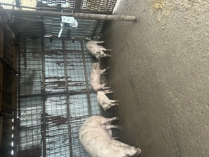 Purcei de vanzare - imagine 3