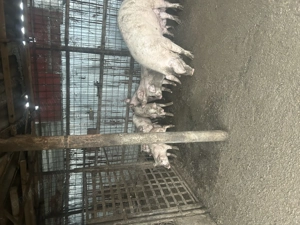 Purcei de vanzare - imagine 2