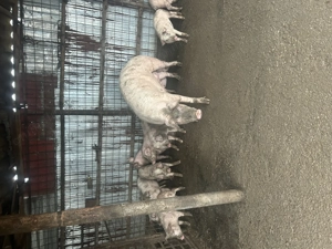 Purcei de vanzare - imagine 4