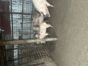 Purcei de vanzare - imagine 5