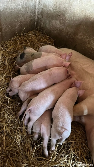 Purcei de vanzare - imagine 3