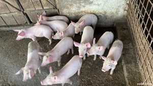 Purcei de vanzare - imagine 2