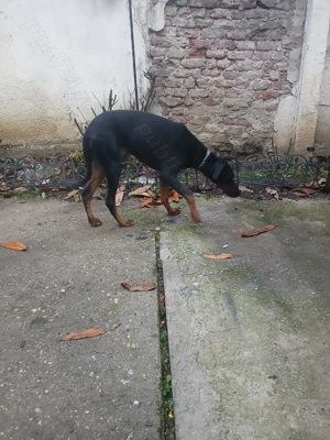 Doberman femela tanara - imagine 5