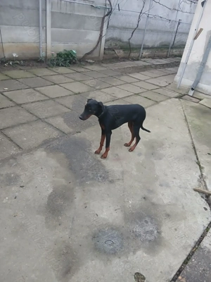 Doberman femela tanara - imagine 4