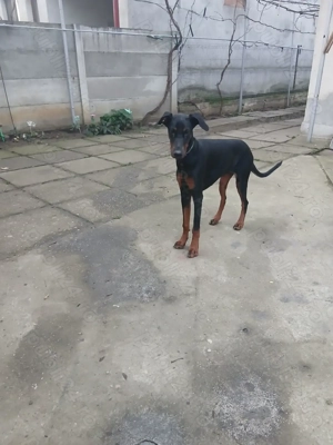 Doberman femela tanara - imagine 2