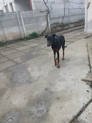 Doberman femela tanara - imagine 3