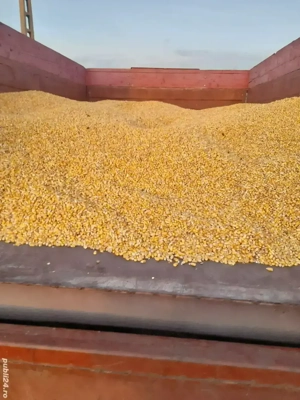 De vanzare grăunte pentru animale 0,80 de bani 