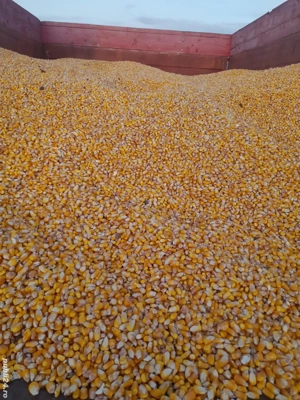 De vanzare grăunte pentru animale 0,80 de bani  - imagine 2