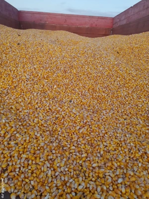 De vanzare grăunte pentru animale 0,80 de bani  - imagine 4