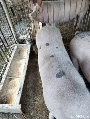 Vand porci - imagine 2