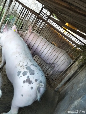 Vand porci - imagine 3