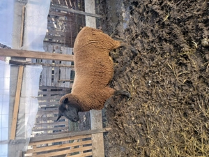 Oaie jura gestanta - imagine 2