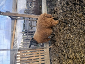 Oaie jura gestanta - imagine 3